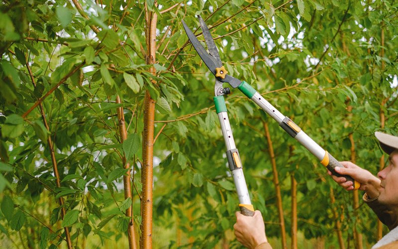 Tree trimming in Rocky Mount, NC